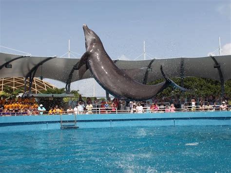 Dolphin attacks trainer at Miami Seaquarium in Florida .